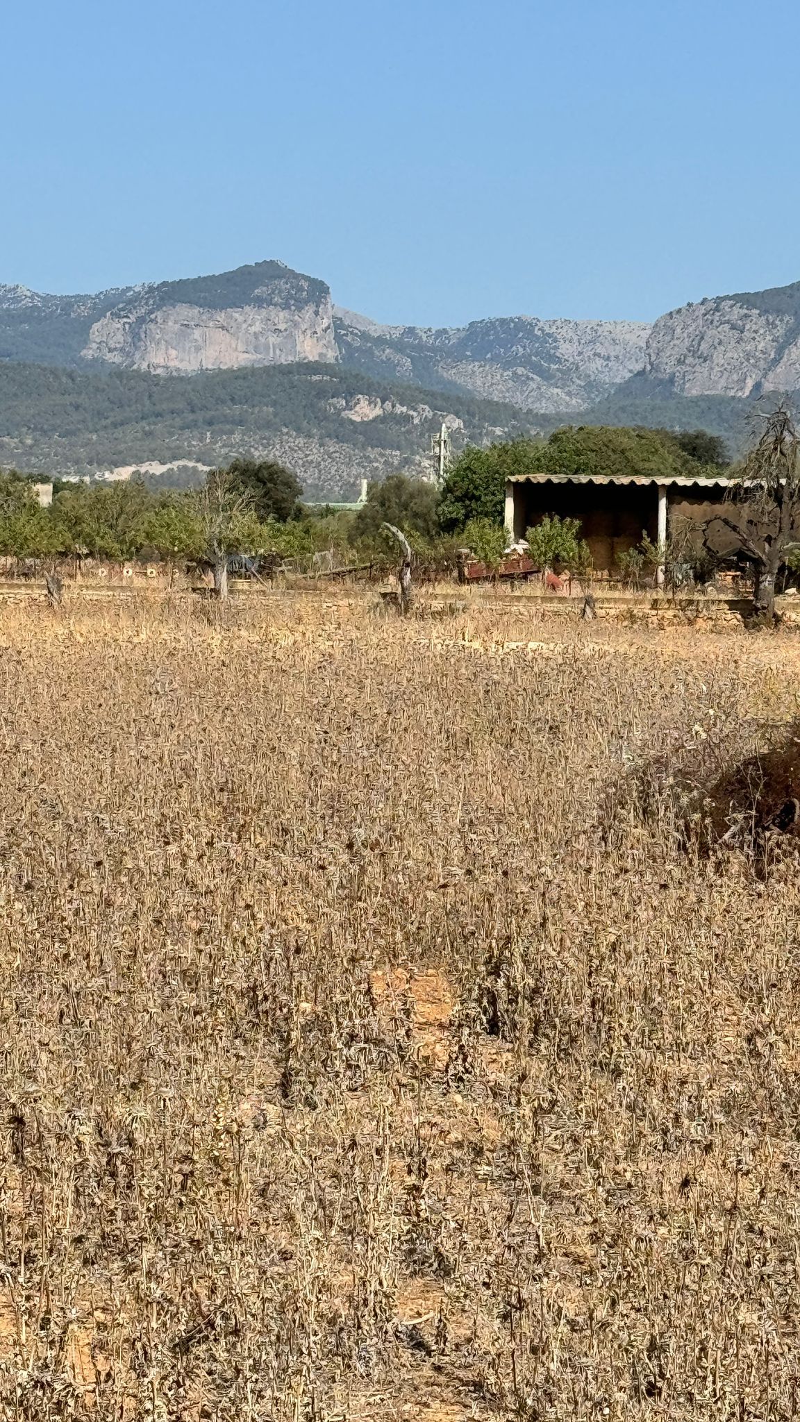 Exclusive Plot for Sale in Binissalem, Mallorca