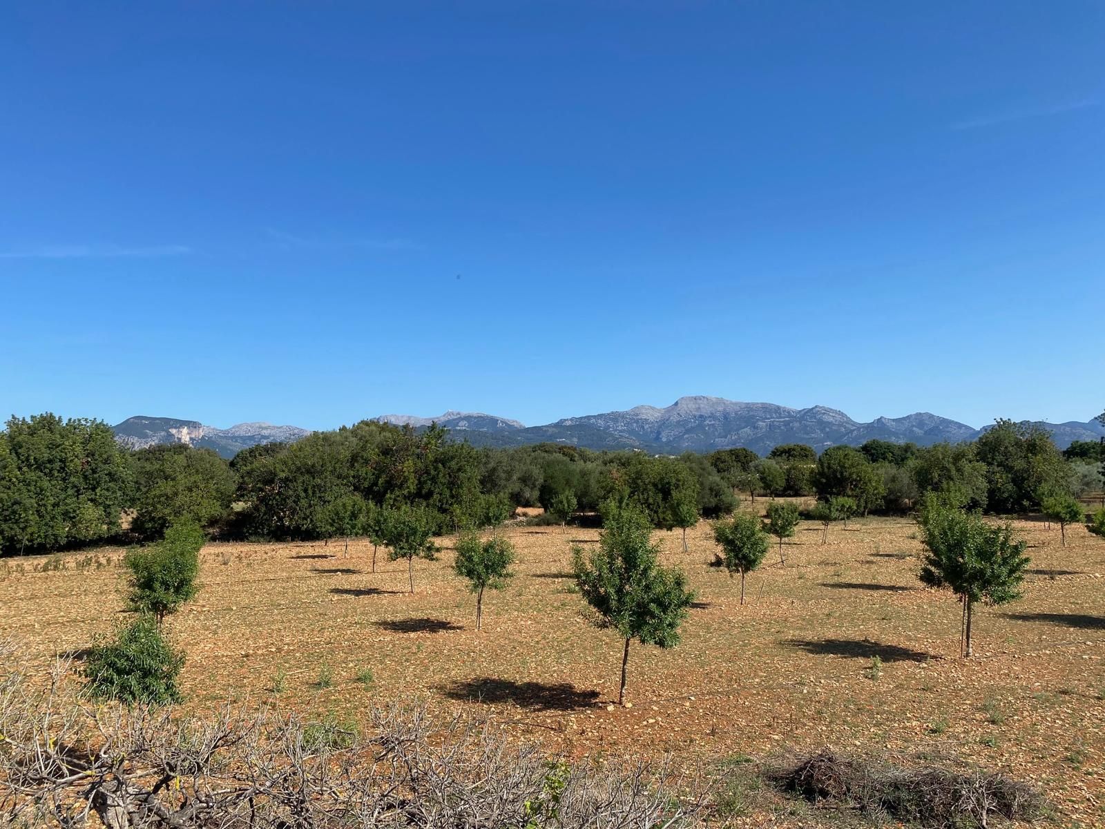 Exclusive Plot for Sale in Binissalem, Mallorca