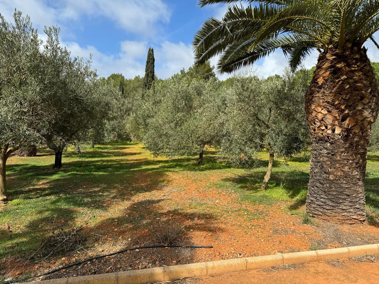 Investment Opportunity: Finca in Santa Gertrudis