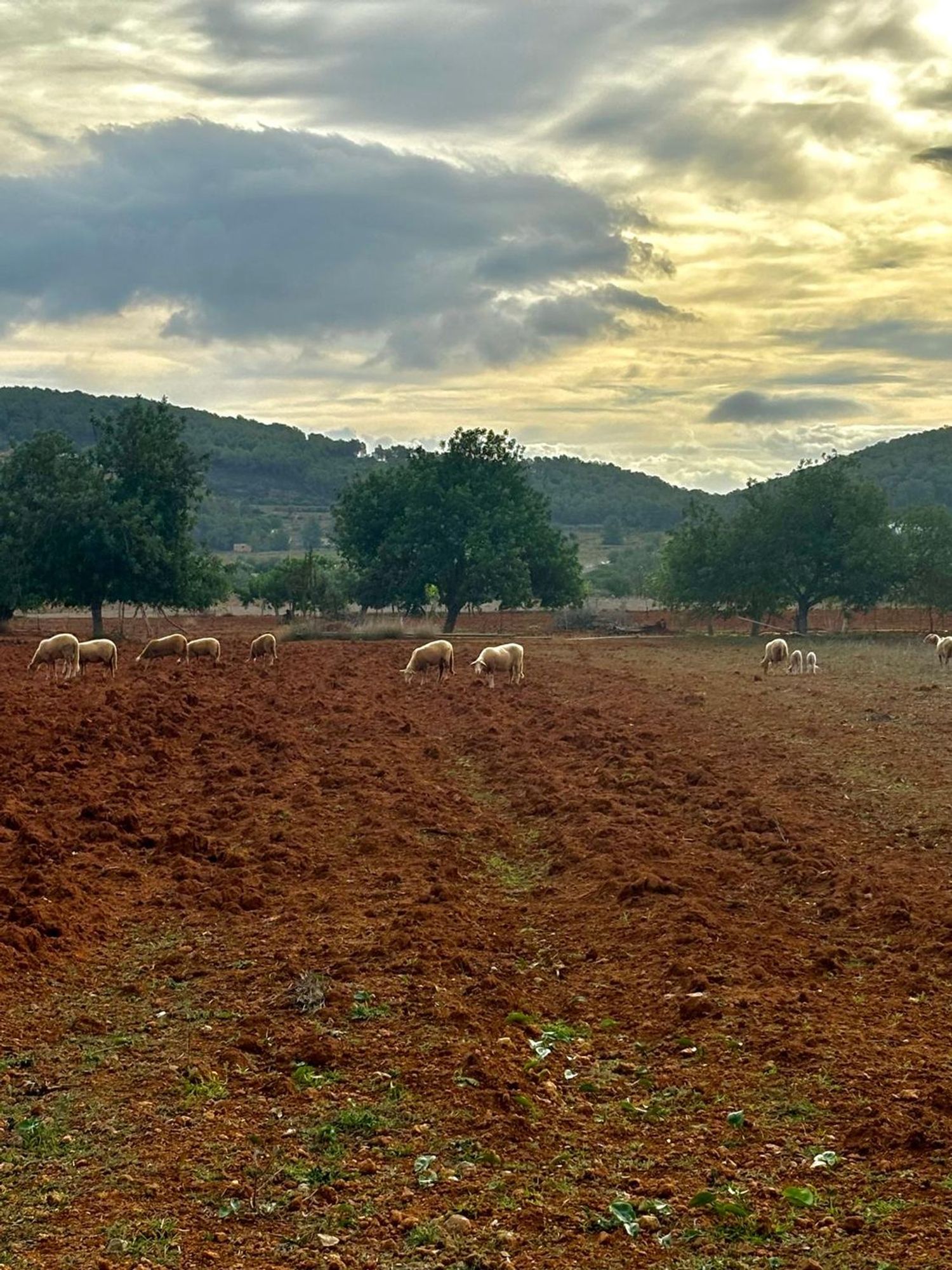 Terreno en venta en crta Sant Miquel de Balanzat